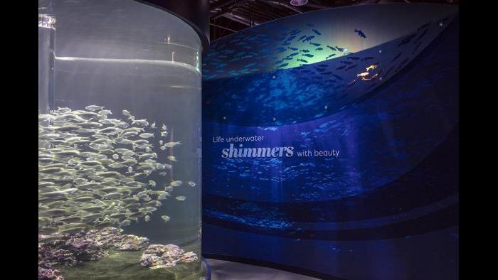 In “Shimmer,” guests discover the mesmerizing and intriguing light that these fish reflect underwater. (Courtesy of Shedd Aquarium)