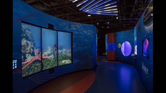 In “Rhythms,” guests become part of the exhibit as they mimic and control the motions of animated animals. (Courtesy of Shedd Aquarium)
