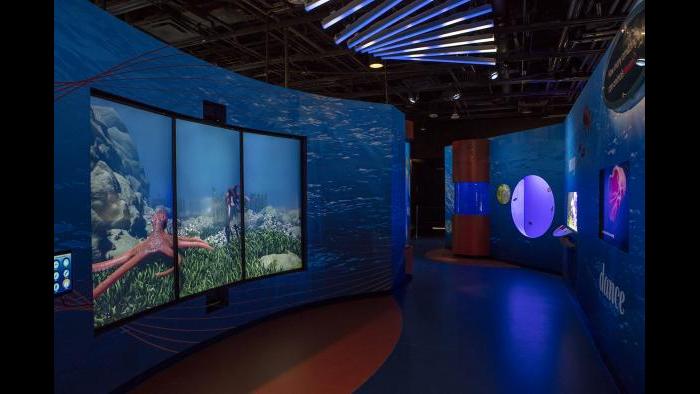 Shedd Aquarium’s New Exhibit is All About Beauty | Chicago News | WTTW