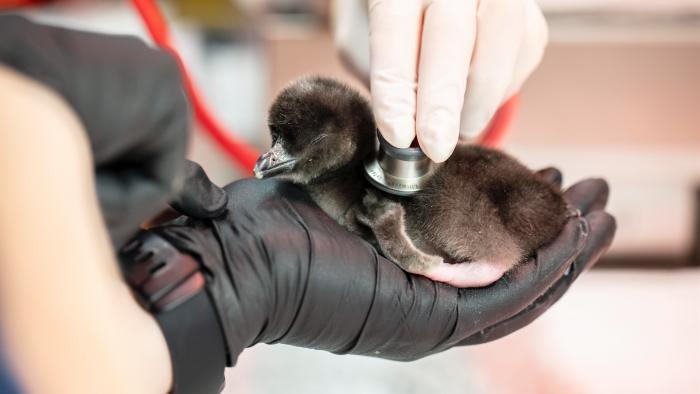 Magellanic penguins are one of 18 species of the bird. (Shedd Aquarium / Brenna Hernandez) 