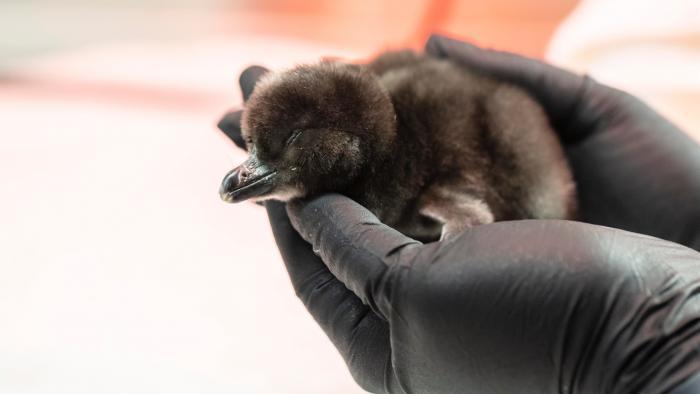 Magellanic penguins are named for the Portuguese explorer Ferdinand Magellan, whose crew spotted the bird while sailing around the tip of South America. (Shedd Aquarium / Brenna Hernandez)