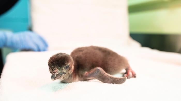 Adult Magellanic penguins can swim at speeds reaching 15 mph. (Shedd Aquarium / Brenna Hernandez)