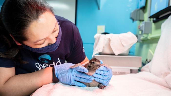 The four new arrivals are the most Magellanic penguins ever born at the Shedd following the annual breeding season. (Shedd Aquarium / Brenna Hernandez)