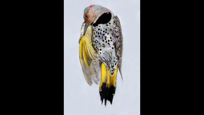 Yellow-shafted flicker (Art Fox)