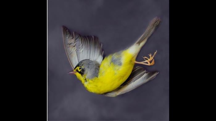 Canada warbler. (Art Fox)