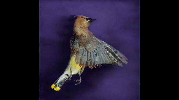 A cedar waxwing. (Art Fox)