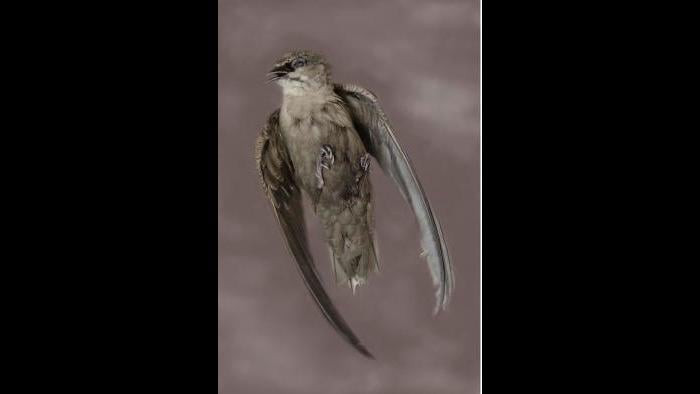 A chimney swift. (Art Fox)