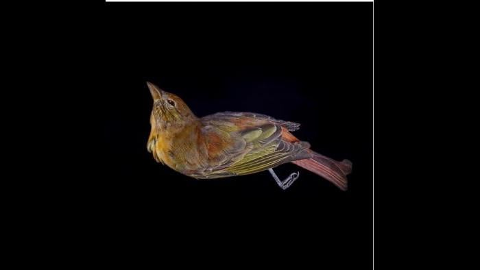 A summer tanager. (Art Fox)