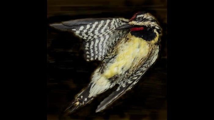 A yellow-bellied sapsucker. (Art Fox)