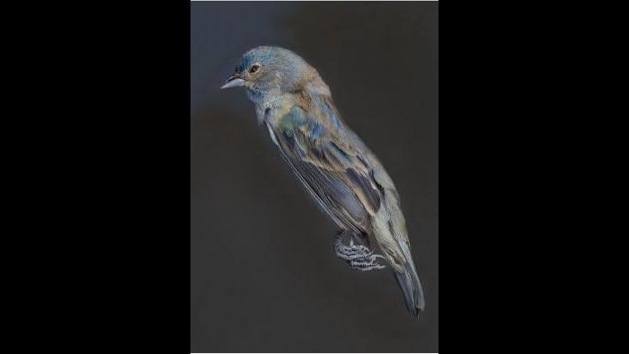 An indigo bunting. (Art Fox)