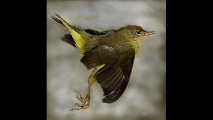 A Connecticut warbler. (Art Fox)