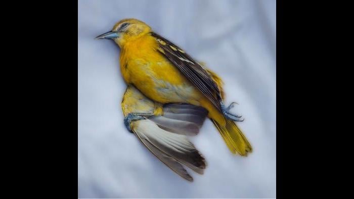 A Baltimore oriole. (Art Fox)