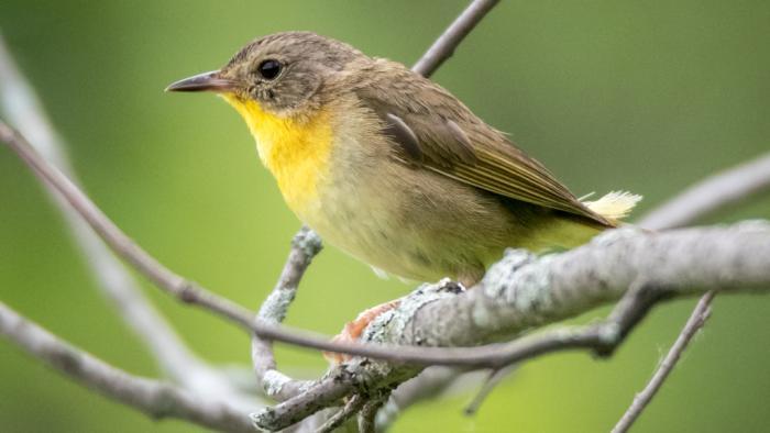 The common yellowthroat has been captured, banded and released at Big Marsh Park. (Peter Swaine / Flickr)