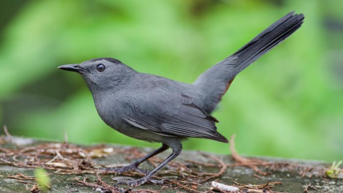The gray catbird has been one of the most common birds banded so far at the new station at Big Marsh Park. (Wilfred Hdez / Flickr)
