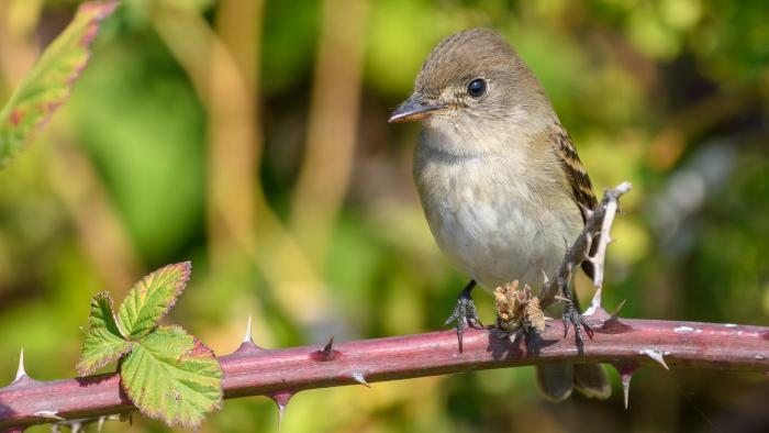 The willow flycatcher has been an unexpected find at Big Marsh Park's banding station. (Becky Matsubara / Flickr)