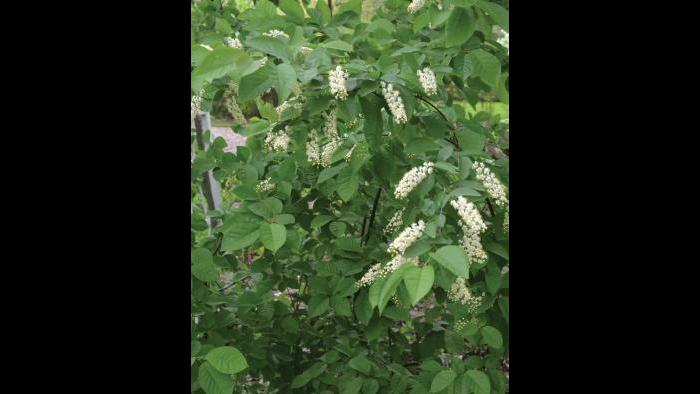 Black cherry (Credit: Charlotte Adelman and Bernard Schwartz, Ohio University Press)