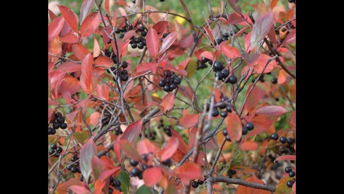 Black chokeberry (Credit: Charlotte Adelman and Bernard Schwartz, Ohio University Press)