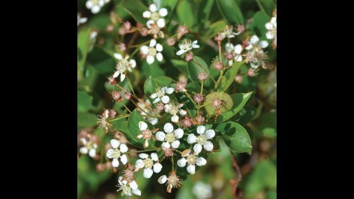Black chokeberry, spring (Credit: Charlotte Adelman and Bernard Schwartz, Ohio University Press)
