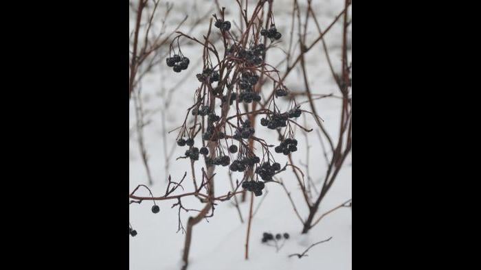 Black chokeberry, winter (Credit: Charlotte Adelman and Bernard Schwartz, Ohio University Press)