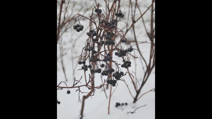 Black chokeberry, winter (Credit: Charlotte Adelman and Bernard Schwartz, Ohio University Press)