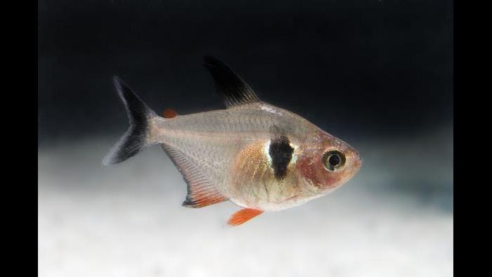 The black phantom tetra can be seen in the special exhibit “Underwater Beauty,” in the “Patterns” room. (Courtesy of Shedd Aquarium)