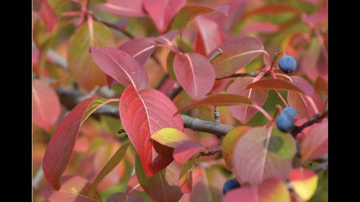 Blackhaw viburnum (Credit: Charlotte Adelman and Bernard Schwartz, Ohio University Press)