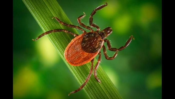 The blacklegged tick can transmit Lyme disease, anaplasmosis, babesiosis, and Powassan disease via its bite. (James Gathany / CDC)