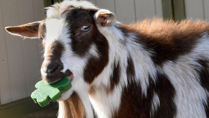 Picasso, dwarf Nigerian goat. (Jim Schulz / Chicago Zoological Society)