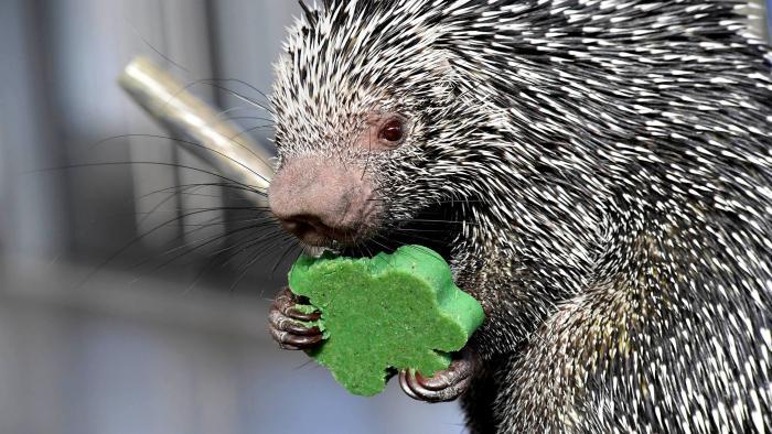Quilbert, the prehensile-tailed porcupine. (Jim Schulz / Chicago Zoological Society)