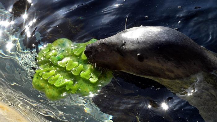 Lily, a grey seal. (Jim Schulz / Chicago Zoological Society)