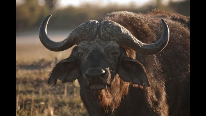 (Courtesy of the International Anti-Poaching Foundation)