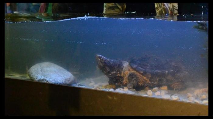 Alligator snapping turtle Patsy McNasty in her new tank at Peggy Notebaert Nature Museum. (Alex Ruppenthal / Chicago Tonight)