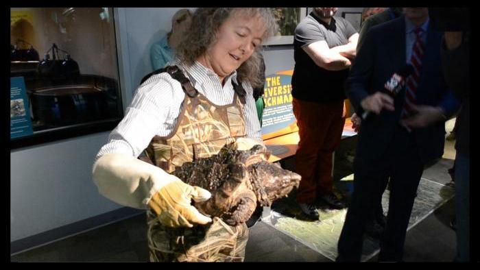 Peggy Notebaert Nature Museum's Celeste Troon carries Patsy McNasty, an alligator snapping turtle, to her new tank on Jan. 19. (Alex Ruppenthal / Chicago Tonight)