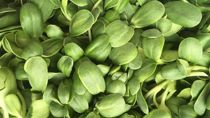 Sunflower shoots are among the microgreens grown by Closed Loop Farms. (Courtesy of Closed Loop Farms)