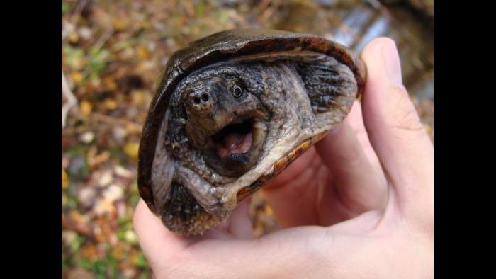 A common musk turtle (Colin Osborn / U.S. Fish and Wildlife Service)