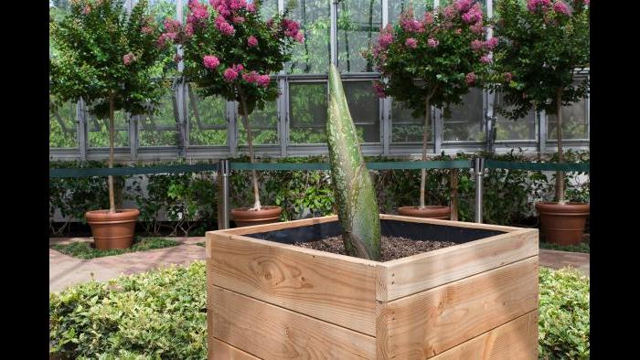 The corpse flower at the Chicago Botanic Garden is set to bloom in August. (Photo courtesy of the Chicago Botanic Garden)