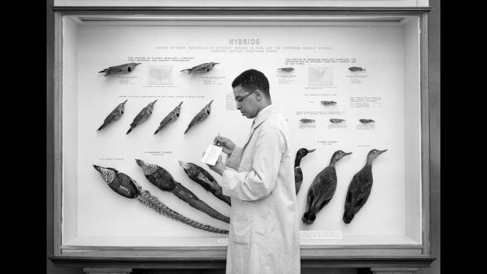 Carl Cotton (Courtesy of the Field Museum)
