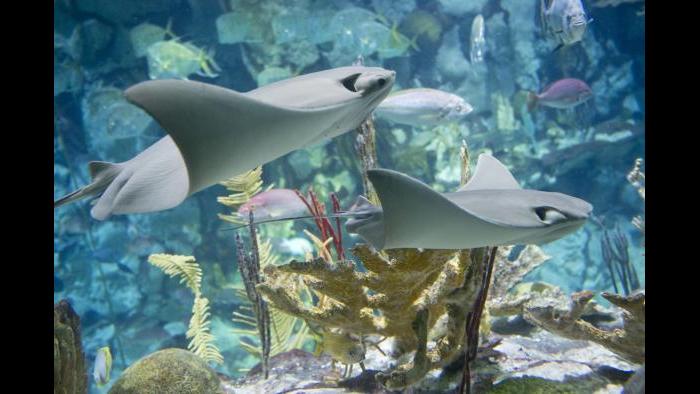 (Courtesy of Shedd Aquarium)