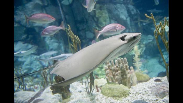 (Courtesy of Shedd Aquarium)
