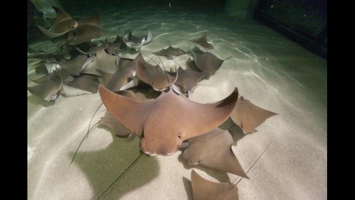 (Courtesy of Shedd Aquarium)