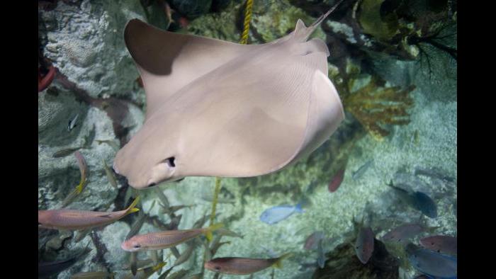 (Courtesy of Shedd Aquarium)
