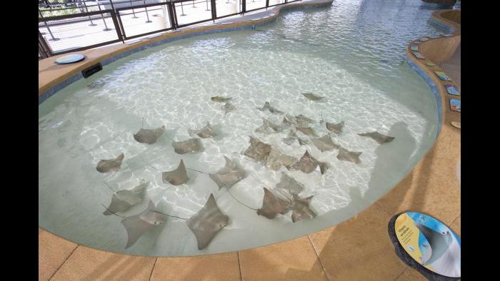(Courtesy of Shedd Aquarium)