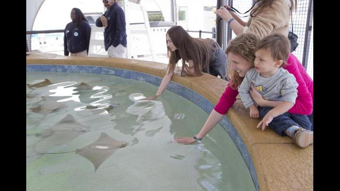 (Courtesy of Shedd Aquarium)