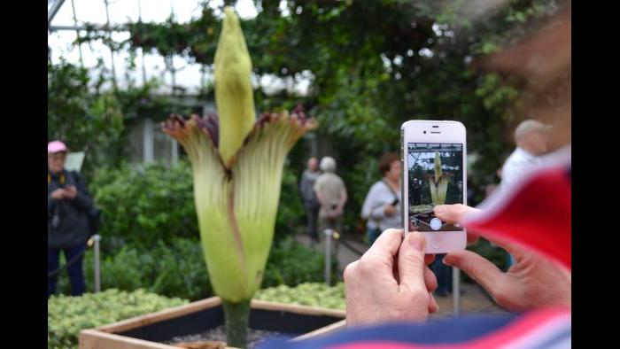 Alice the Corpse Plant in bloom (Photo / Chloe Riley)