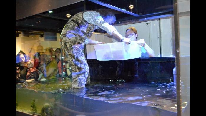 Peggy Notebaert Nature Museum's Celeste Troon prepares to place Patsy McNasty, an alligator snapping turtle, in her new tank. (Alex Ruppenthal / Chicago Tonight)