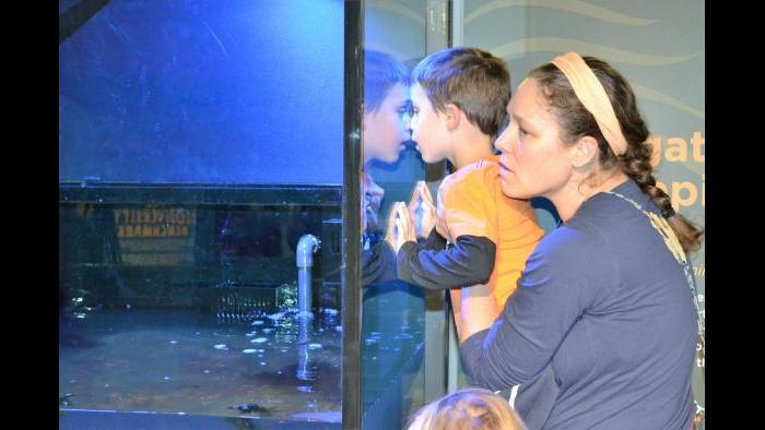 Meet Patsy McNasty, Notebaert Nature Museum’s Alligator Snapping Turtle ...