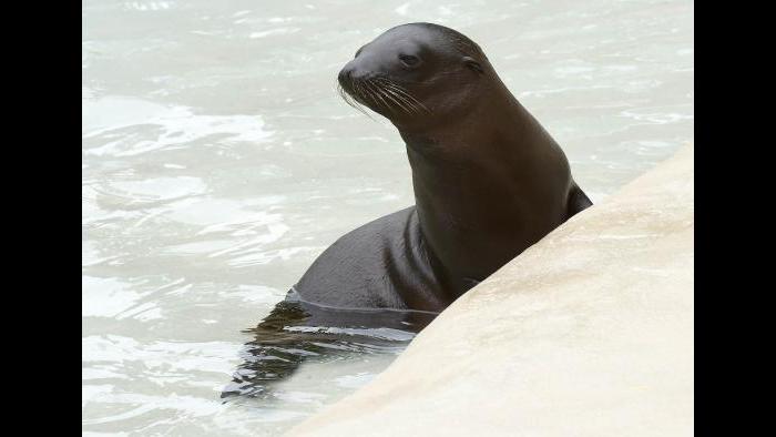 (Jim Schulz / Chicago Zoological Society)