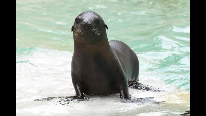 (Jim Schulz / Chicago Zoological Society)