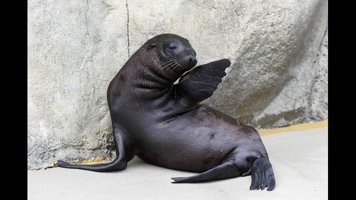 (Jim Schulz / Chicago Zoological Society)