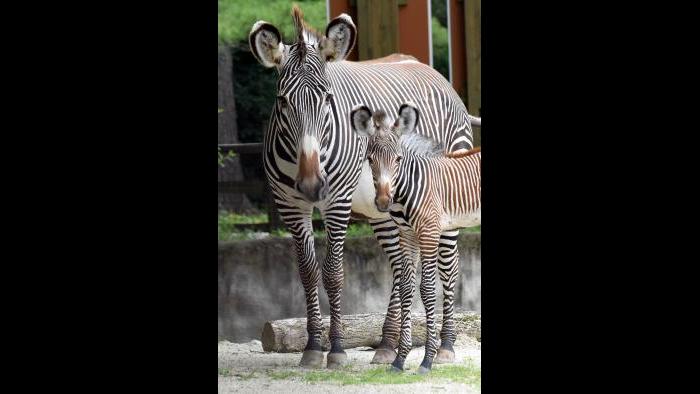 Grevy’s zebra born at Brookfield Zoo on July 7 with her mom, Kali.